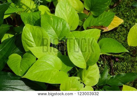 close up green Epipremnum aureum plants  in nature garden