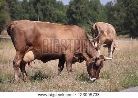 red cow with a full udder eating grass