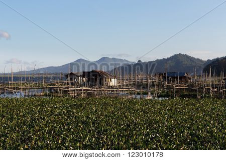 Fish Farm At Lake Tondano