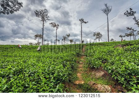 NUWARA ELIYA, SRI LANKA - FEBRUARY 6: Tea plantations in the highlands of Sri Lanka island on February 6, 2011 in Nuwara Eliya, Sri Lanka.