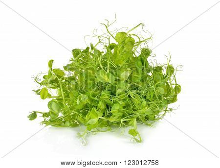 heap of snow pea sprouts or Toumyou sprouts on white background