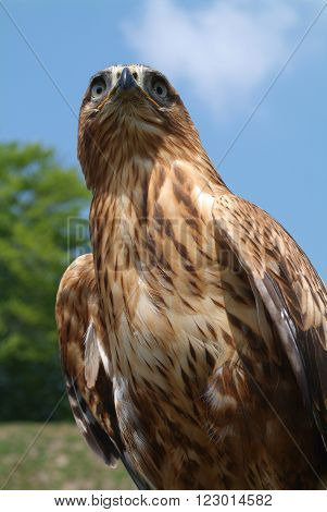 Closeup of an eagle on the sky