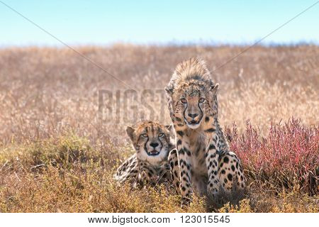 A cheetah staring ahead while their siblings relaxes in the sun