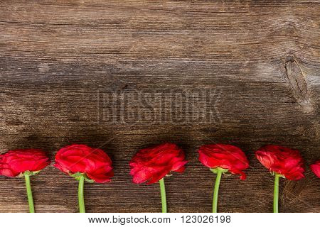 border  of red ranunculus flowers on wooden nackground
