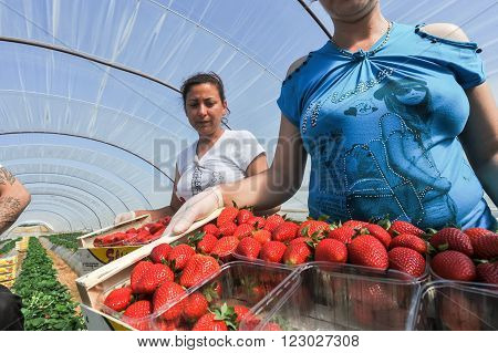 Farm Workers Pick And Package Strawberries