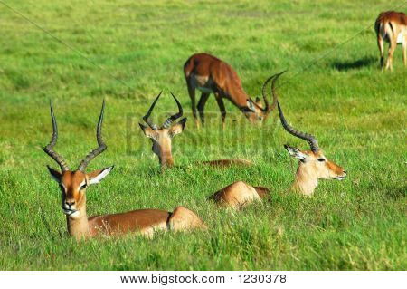 Impala Herd