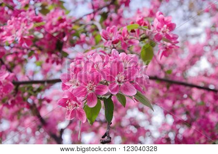 Sakura flowers as a bright pink floral background (shallow DOF)