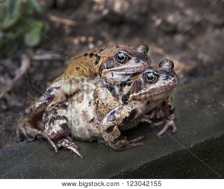 Portrait of a pair of mating Common Toad during spring migration