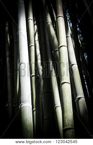 Bamboo sticks in an altered image, arty