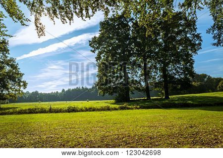 Large trees in an autumn landscape with grassy slopes