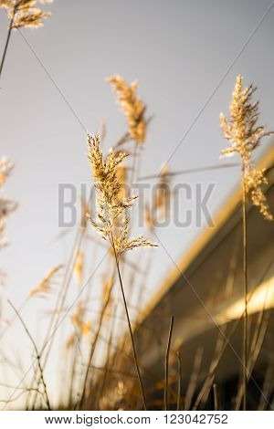 Reeds in late sunlight against a bridge background