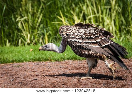 Griffin Vulture, walking around, making evil plans