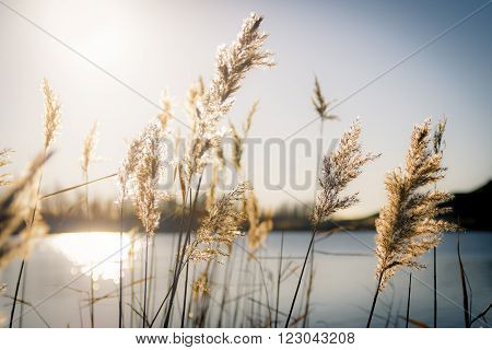 Award winning picture of reed in hard sunlight on a cold winters day