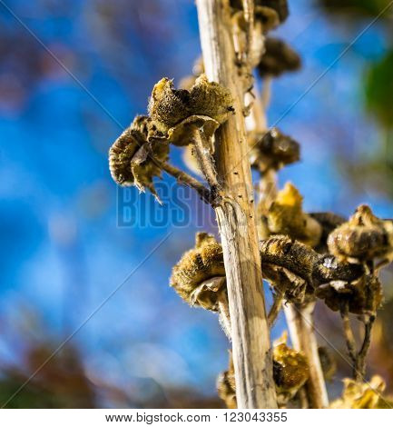 Dead flowers on the stem of a rose tremmiere