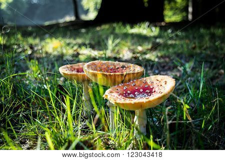 Red and white mushrooms in autumn sunlight