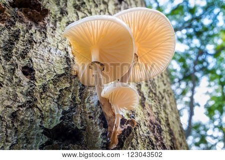 Mushrooms growing on a tree in autumn