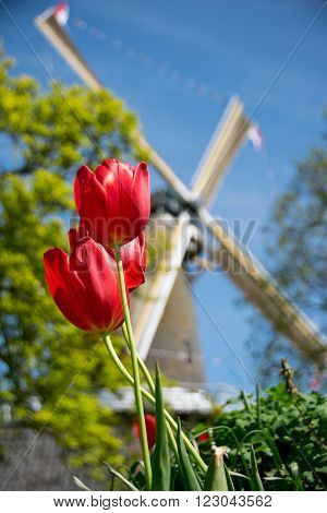 Typical dutch scene with tulips and windmill