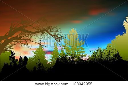 Wild forest landscape with sky, silhouettes of trees, branches and plants