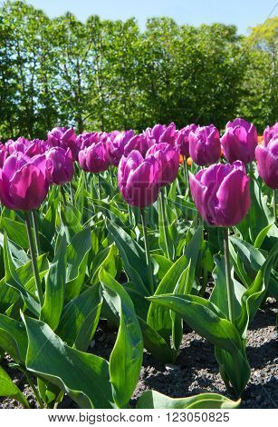Beautiful tulips in the garden sort Tulipa Negrita from Triumph Group
