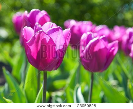 Beautiful tulips in the garden sort Tulipa Negrita from Triumph Group