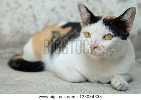 Thailand Cat or calico Looking a Hope(Selective focus)
** Note: Shallow depth of field