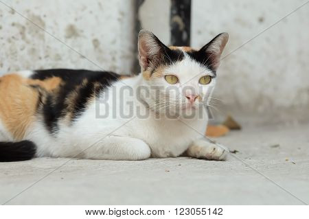 Thailand Cat or calico Looking a Hope
** Note: Shallow depth of field