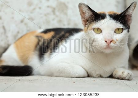 Thailand Cat or Calico Looking a Hope
