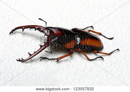 Stag beetle isolated on background