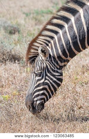 Close-up of a Burchells zebra Equus quagga burchellii grazing in dry grass