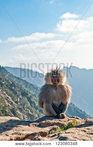 Abah Asir province, the mountain monkeys in Al Soudan area