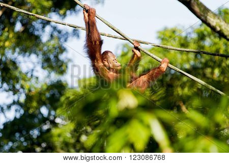 Young orangutan climbs the ropes among the trees. Singapore.