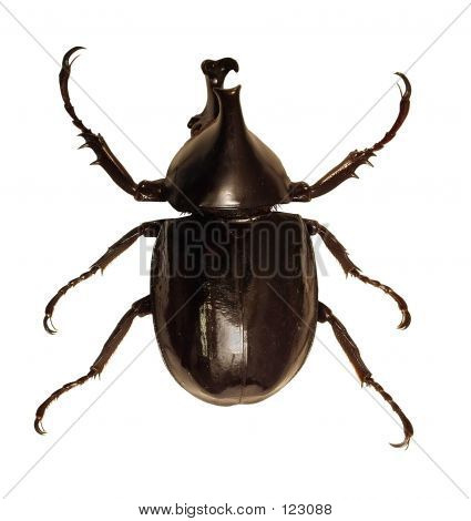 Besouro rinoceronte