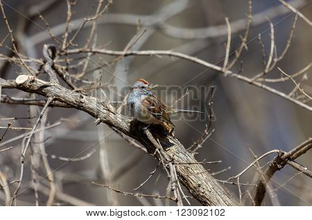 The American tree sparrow, also known as the winter sparrow, is a medium-sized sparrow. It previously was classified under the genus Spizella, but multilocus molecular evidence suggested placement in its own genus.