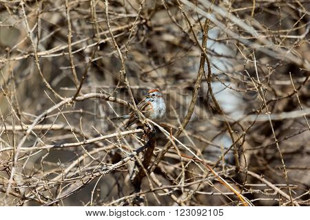 The American tree sparrow, also known as the winter sparrow, is a medium-sized sparrow. It previously was classified under the genus Spizella, but multilocus molecular evidence suggested placement in its own genus.