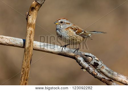The American tree sparrow, also known as the winter sparrow, is a medium-sized sparrow. It previously was classified under the genus Spizella, but multilocus molecular evidence suggested placement in its own genus.