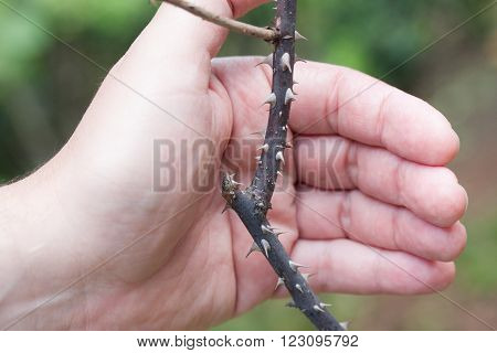 Hand holds plant with several thorns on it