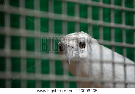 white bellied sea eagle (Haliaeetus leucogaster) in cage