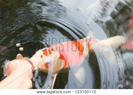 Feeding koi carp by hand (Cyprinus Rubrofuscus)