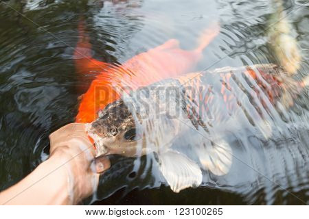 Feeding Koi Carp By Hand (cyprinus Rubrofuscus)