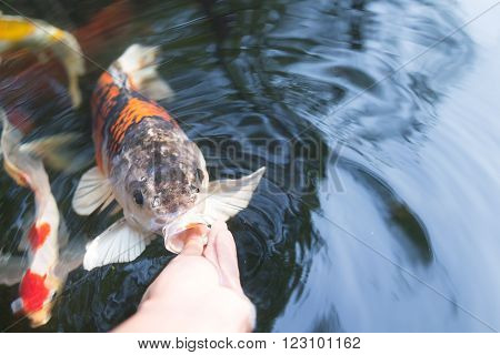 Feeding koi carp by hand (Cyprinus Rubrofuscus)
