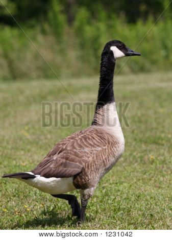 Canada Goose