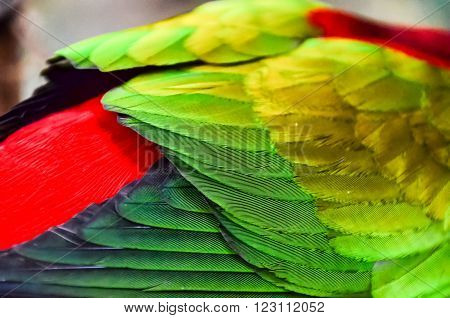 Parrot Tropical Bird with a Colroed Father