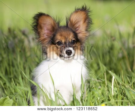 Papillon puppy