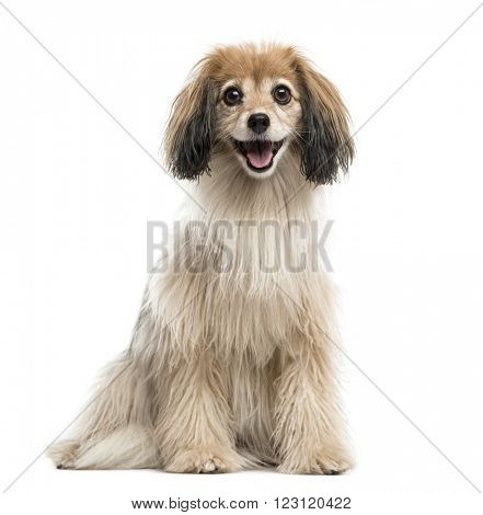 Spaniel sitting and sticking his tongue out, looking at the camera, isolated on white