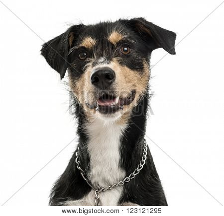 Close up of a Cross-breed dog looking at the camera and sticking his tongue out, isolated on white