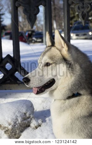 portrait of a dog breed Siberian Husky in profile