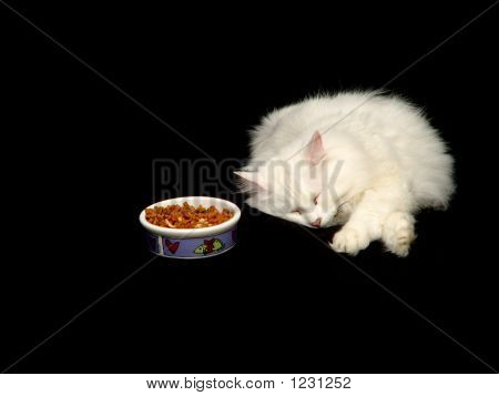 Couchage chat Angora