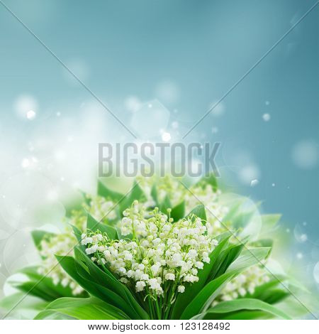 Bunch of Lilly of valley flowers blue bokeh background