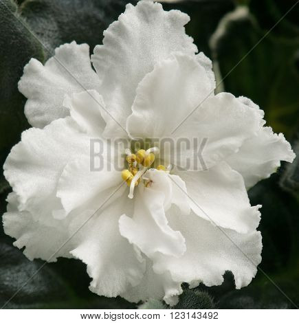 Bright white violet flower over leaves background
** Note: Shallow depth of field