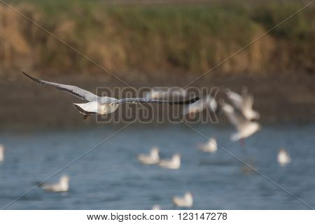 a Seagull flying over sea on soft background